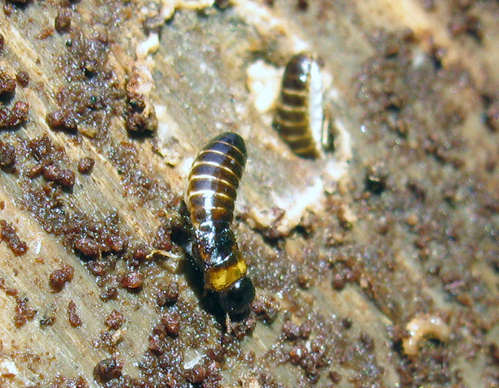 Kalotermes sp. Coppia fondatrice